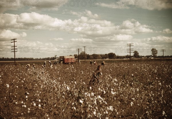 Day laborers picking cotton near Clarksdale, Miss., 1939. Creator: Marion Post Wolcott.