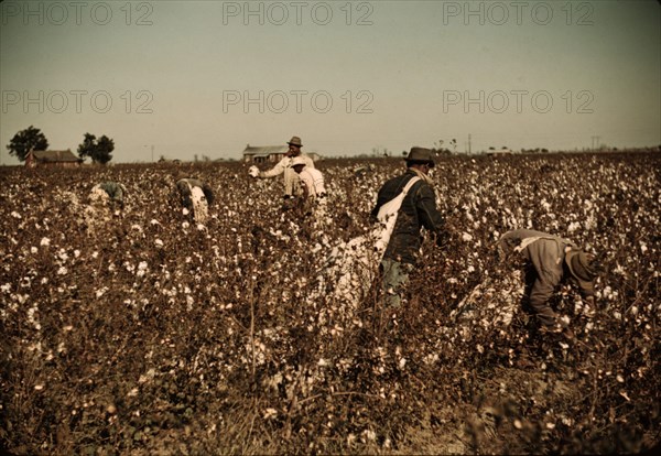 Day laborers picking cotton near Clarksdale, Miss. Delta, 1940. Creator: Marion Post Wolcott.