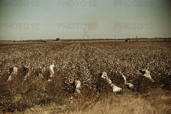 Day laborers picking cotton, near Clarksdale, Miss., 1940. Creator: Marion Post Wolcott.