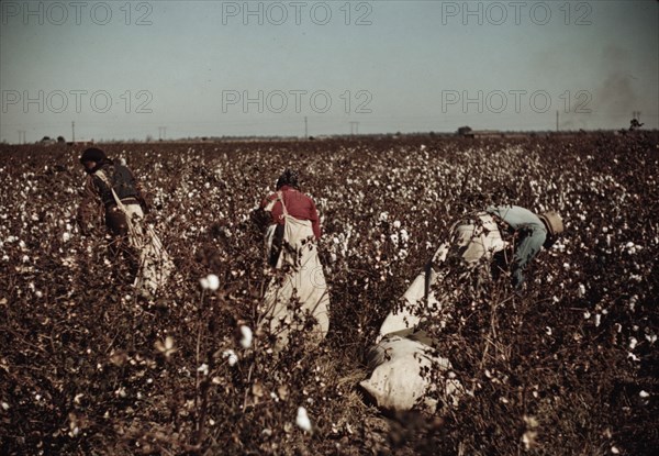 Day-laborers picking cotton near Clarksdale, Miss., 1940. Creator: Marion Post Wolcott.