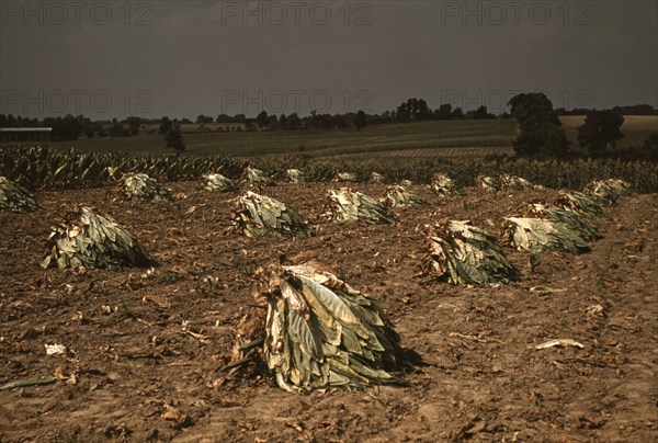 Burley tobacco is placed on sticks to wilt after cutting...on the Russell Spears' farm..., Ky., 1940 Creator: Marion Post Wolcott.