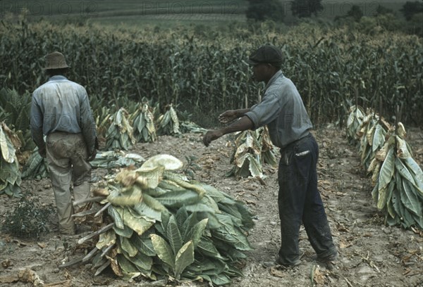 Burley tobacco is placed on sticks to wilt after cutting...on the Russell Spears' farm..., Ky., 1940 Creator: Marion Post Wolcott.