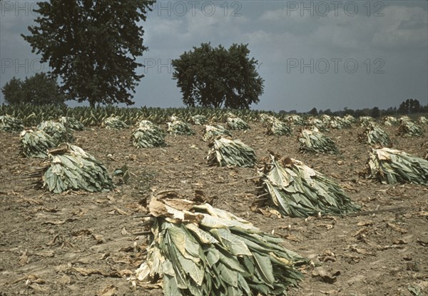 Burley tobacco is placed on sticks to wilt after cutting...on the Russell Spears' farm..., Ky., 1940 Creator: Marion Post Wolcott.