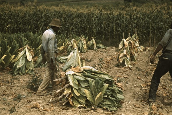 Cutting Burley tobacco and putting it on sticks to wilt...on the Russell Spears' farm, Ky., 1940. Creator: Marion Post Wolcott.