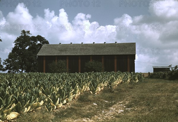 Field of Burley tobacco on farm of Russell Spears..., vicinity of Lexington, Ky., 1940. Creator: Marion Post Wolcott.