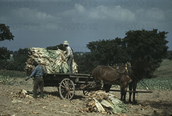 Taking burley tobacco in from the fields after it had been cut...Russell Spears' farm, Ky., 1940. Creator: Marion Post Wolcott.