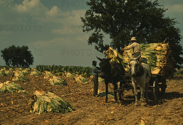 Taking burley tobacco in from the fields after it had been cut...Russell Spears' farm, Ky., 1940. Creator: Marion Post Wolcott.