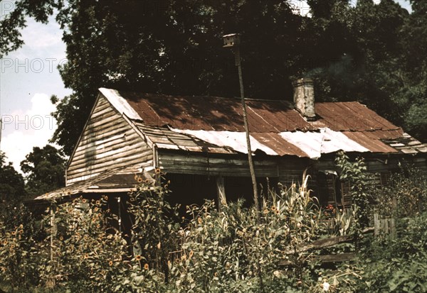 An old house almost hidden by sunflowers, Rodney, Miss., 1940. Creator: Marion Post Wolcott.