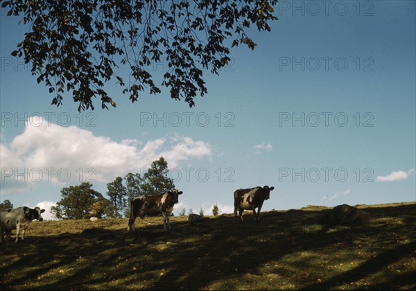 Cows on a hillside, between 1941 and 1942. Creator: Unknown.