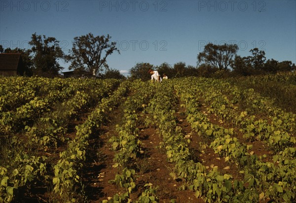 Field of cotton, between 1941 and 1942. Creator: Unknown.