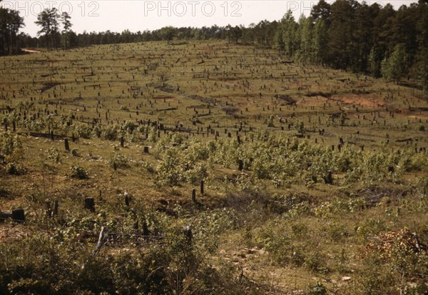 Field with tree stumps, between 1941 and 1942. Creator: Unknown.