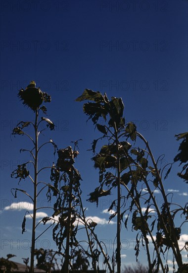 Sunflower plants, between 1941 and 1942. Creator: Unknown.