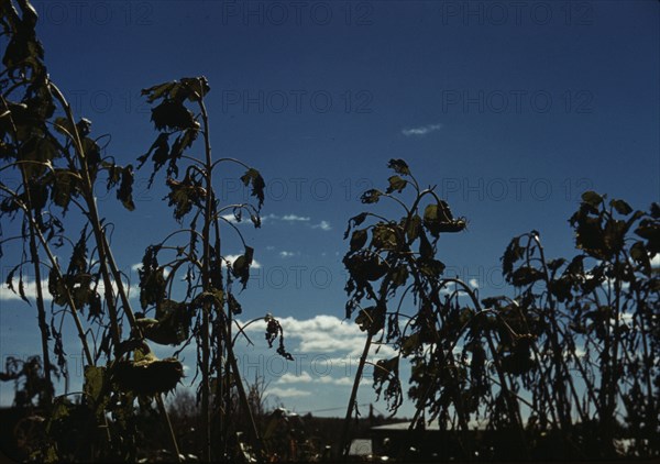 Sunflower plants, between 1941 and 1942. Creator: Unknown.