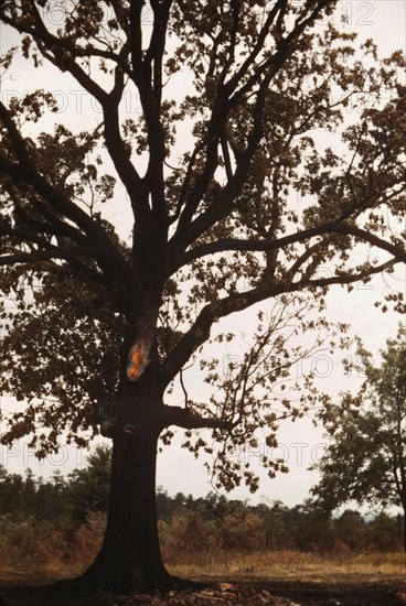 Tree in a rural area, between 1941 and 1942. Creator: Unknown.