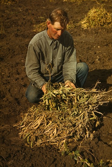 Bill Stagg, homesteader, with pinto beans, Pie Town, New Mexico, 1940. Creator: Russell Lee.