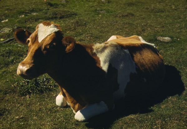 Guernsey cow or calf lying on the ground, between 1941 and 1942. Creator: Unknown.