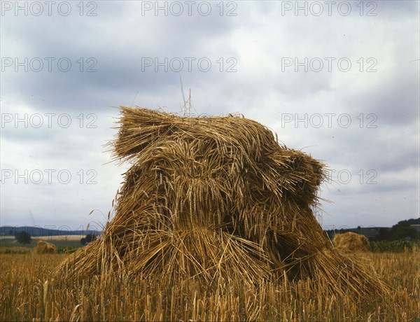 Wheat, Pennsylvania, 1943. Creator: John Collier.