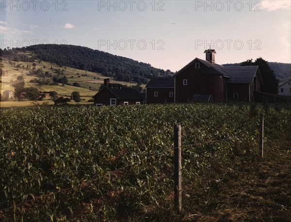 Farmland along the Delaware River, N.Y., 1943. Creator: John Collier.