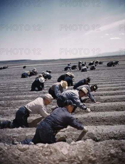 Japanese-American camp, war emergency evac...Tule Lake Relocation Center, Newell, CA, 1942 or 1943. Creator: Unknown.