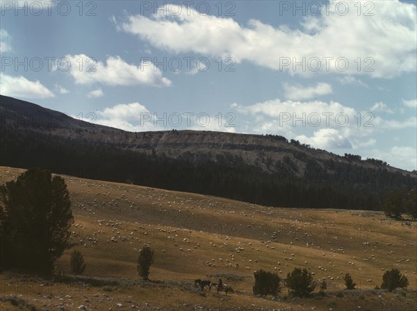 Bands of sheep on the Gravelly Range at the foot of Black Butte, Madison County, Montana, 1942. Creator: Russell Lee.