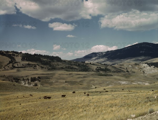 Bands of sheep on the Gravelly Range at the foot of Black Butte, Madison County, Montana, 1942. Creator: Russell Lee.