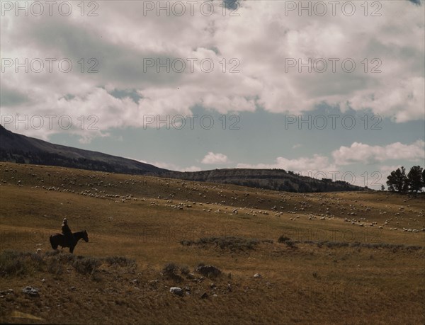 Herder with his flock of sheep on the Gravelly Range, Madison County, Montana, 1942. Creator: Russell Lee.