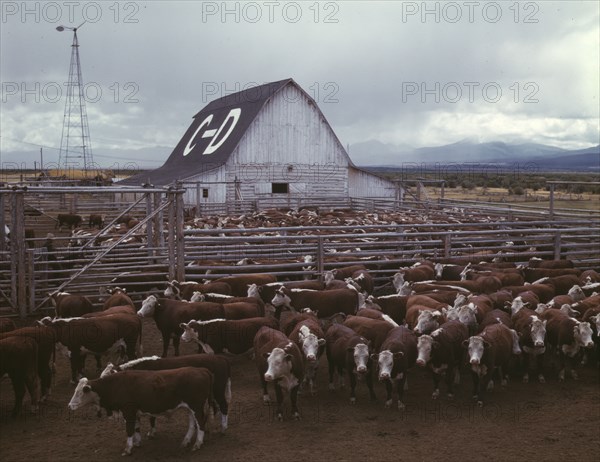 Cattle in corrals on ranch, Beaverhead County, Mont., 1942. Creator: Russell Lee.