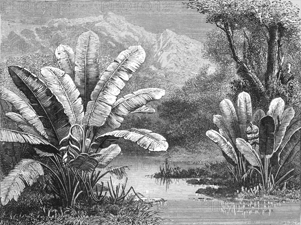 'A stream in the Savanna region; A zigzag journey through Mexico', 1875. Creator: Thomas Mayne Reid.