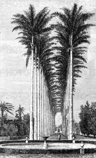 'The Great Avenue of Palms in the Botanical Gardens; Rio De Janeiro and the Organ Mountains', 1875. Creator: Thomas Woodbine Hinchliff.