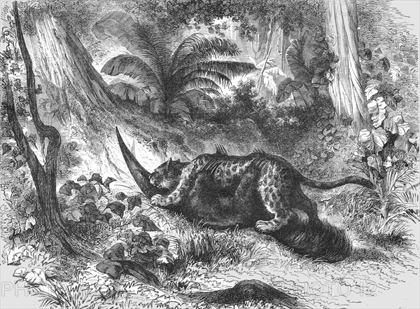 'Conflict between the Jaguar and Ant-Eater; A Trip up the Trombetas', 1875. Creator: Unknown.