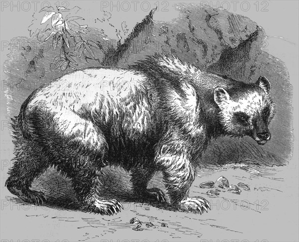 'The Brown Bear; Notes of a Naturalist in the North-Western Provinces of India', 1875.  Creator: Charles Horne.