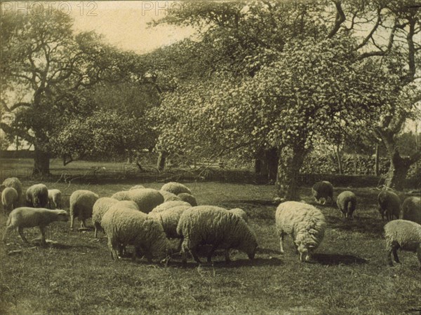 Peace, c1897. Creator: Sarah J. Eddy.