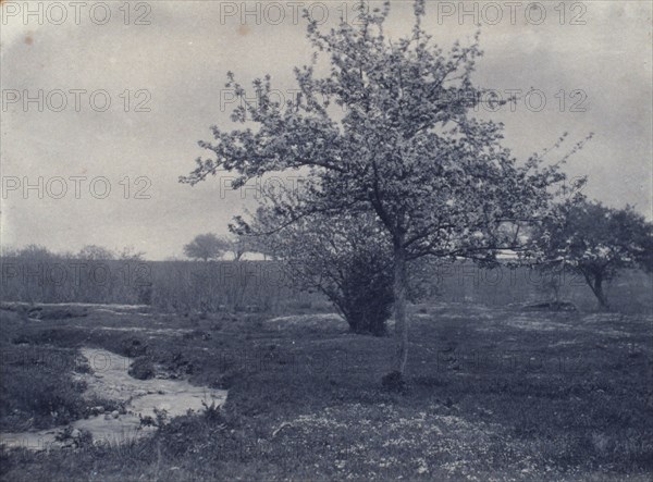 In May, c1900. Creator: Frances S. Allen.