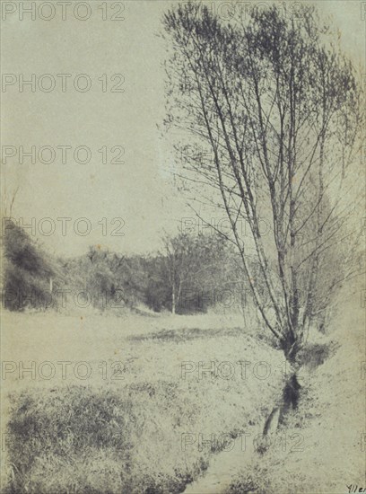 Willows, c1900. Creator: Frances S. Allen.