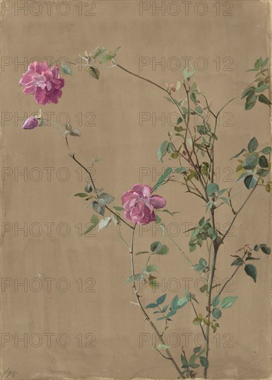 Pink Roses, 1875.