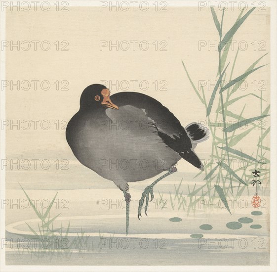 Moorhen. Private Collection.