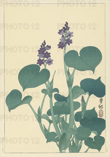 Flowering hosta. Private Collection.