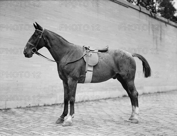 Horse Shows. Horses, 1912.