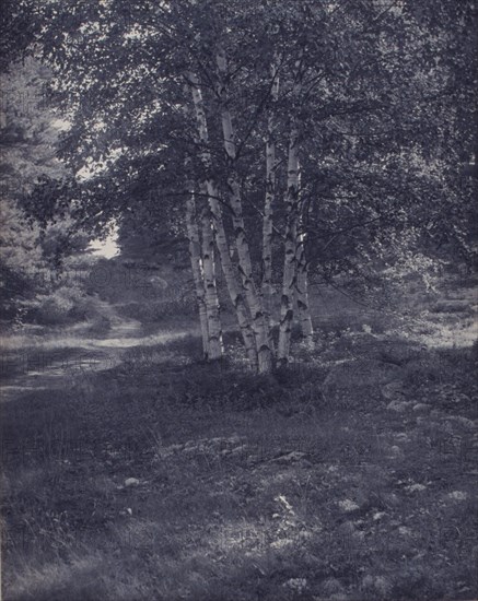 Birch trees along a path, c1900.