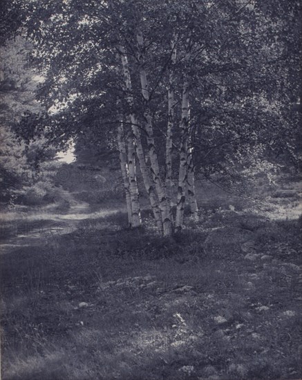 Birch trees along a path, c1900.