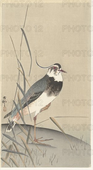 Lapwing and reed. Private Collection.