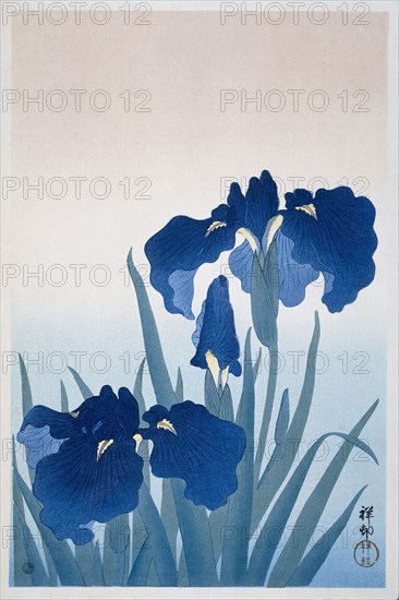 Irises, 1925-1936. Private Collection.