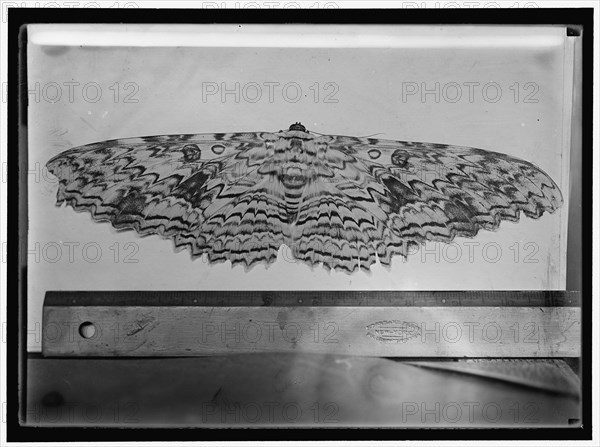 Moth, between 1911 and 1920. With ruler for scale.
