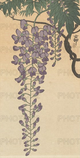 Flowering wisteria. Private Collection.