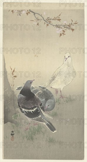 Three tame pigeons. Private Collection.