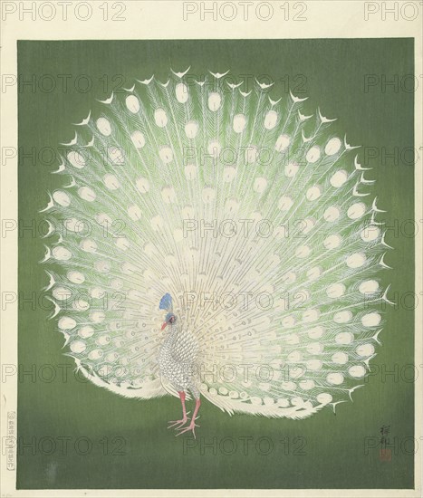 Peacock, 1925-1936. Private Collection.