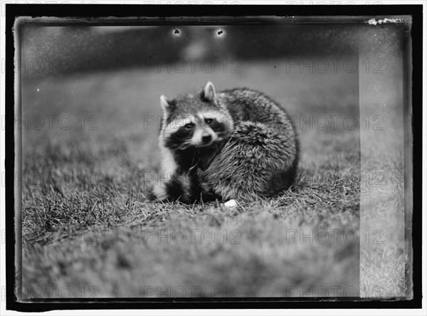 Raccoon, between 1913 and 1917. USA.