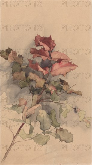 Study of the shrub, 1900.