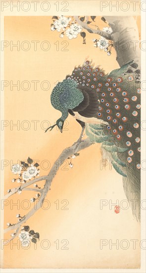 Peacock on cherry tree. Private Collection.