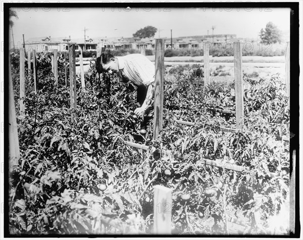 War Garden, between 1910 and 1920.